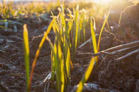 Morning sun rays and leaves of winter wheat on the farm. Winter wheat in spring after severe frosts.の写真素材