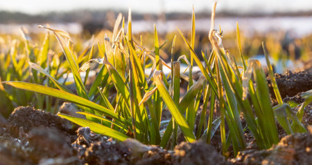 Winter wheat leaves are frozen by severe frost. Yellowed cereal crops. Spring morning sun.の写真素材