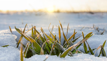 Winter wheat bush with under snow on the field. The morning sun shines bright rays on the leaves...