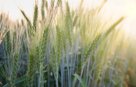 Morning dew on spikelets of barley, young barley in the field bathed in dew and morning sunlightの写真素材
