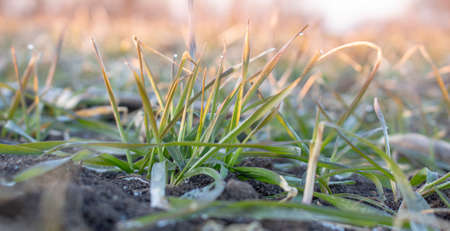 Frozen leaves of winter wheat in the field of agricultureの写真素材