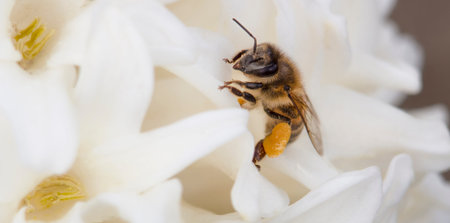 Close up of a bee collecting honey on a white flower