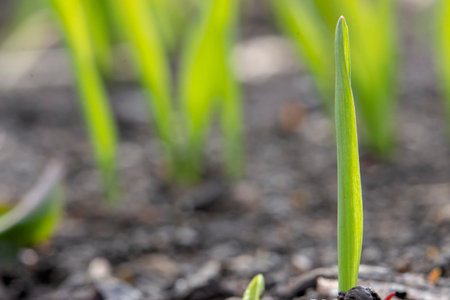 One sprout of wheat on a blurred background of germinating grain on the field. Copy space for textの写真素材