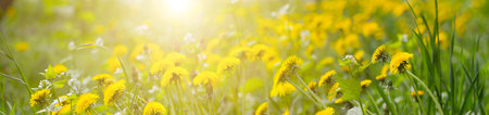 Panorama blurred background of green field with dandelion and bright sunlight