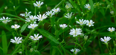 Stellaria media, panorama of forest flowers, white stars bloom in the wild