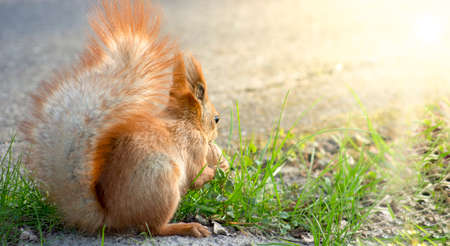Squirrel with a nut in the grass in the sun. Bright summer sunの写真素材
