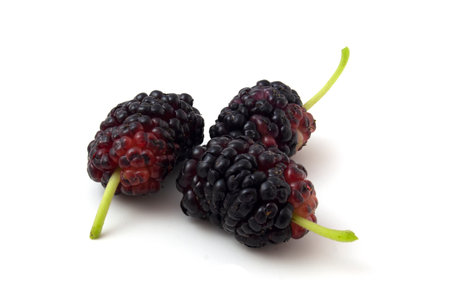 Black mulberry isolated on white background.の写真素材