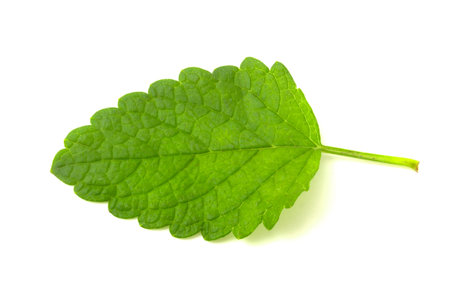 Mint leaves isolated on white.  Mint macro studio photo