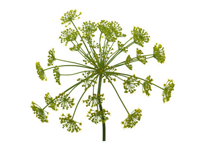 Dill flower isolated on white background.