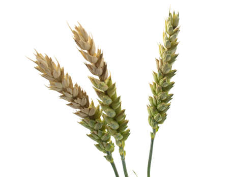 Spikelets of wheat isolated on white background. Problems with spikelet ripening, painful grains, poor harvestの写真素材