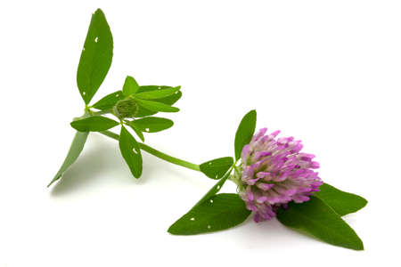 Clover flower with leaves isolated on white backgroundの写真素材