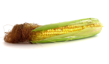 Fresh corn cob on white isolated background