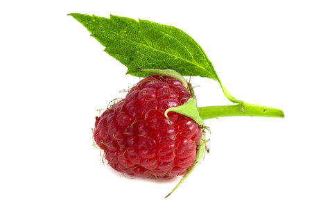 One raspberry with leaf isolated on white background