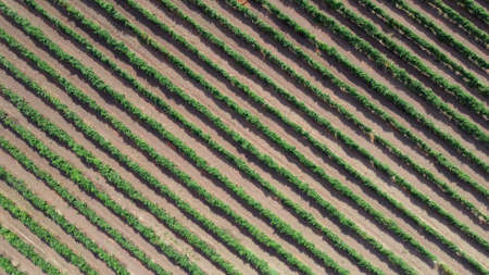 Rows in the vineyard, natural pattern from above with a drone. View from a height on the vineyard plantation in Odessaの写真素材