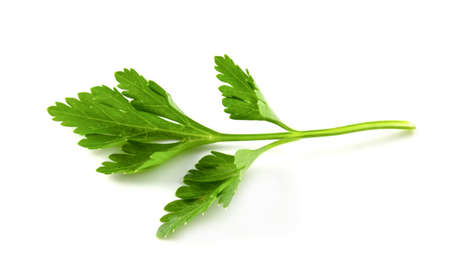 flat leaf parsley close up isolated on white backgroundの写真素材