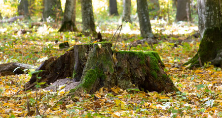 An old stump covered with moss in the autumn forest.