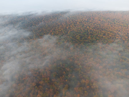 Top view of yellow forest in the clouds. Fog and clouds over the autumn forest