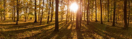 Panorama of sunrise in the yellow autumn forest. Long shadows from the trees and the glow of the sun in the camera lensの写真素材