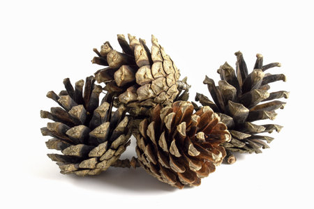 Pine cones isolated on white background