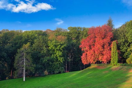 September landscape in the park. The tree sheds its yellowed leaves between the green plants. Early...