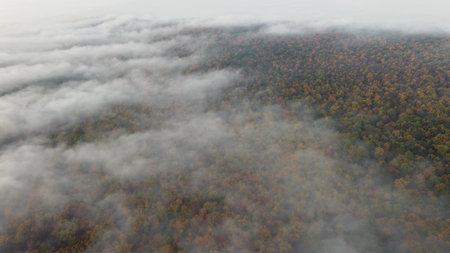 Dense colorful forest covered with fog, aerial view of the beautiful natural landscape of dense forestの写真素材