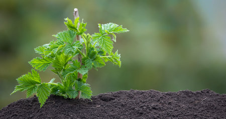 A young raspberry sprout grows out of the earth with sunlight. Photo on a green blurred background
