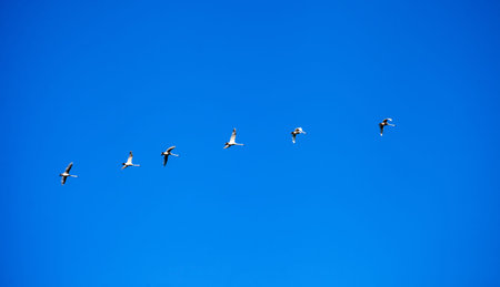 Swans fly in the clear sky. Wild geese on a background of blue cloudless sky on a sunny warm morning