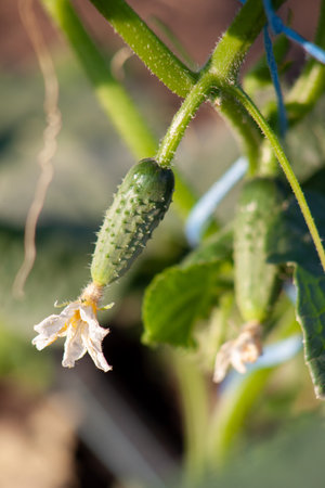 A small cucumber hangs on the stem of a tied bush. vegetable growth close-upの写真素材