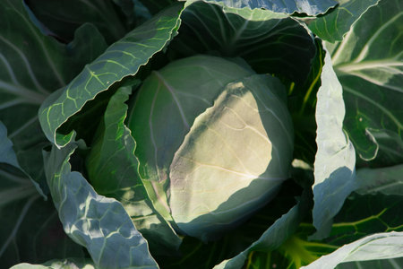 A fresh head of cabbage in the garden. Cabbage crop growth close-up.