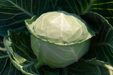 One head of cabbage growing in the garden, the concept of organic vegetable harvest, top view, close-up.の写真素材