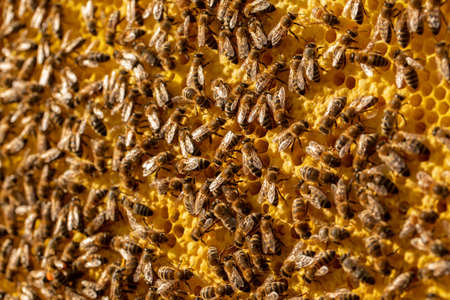 Bees on a frame with sealed honeycombs close-up with selective focus and defocusの写真素材