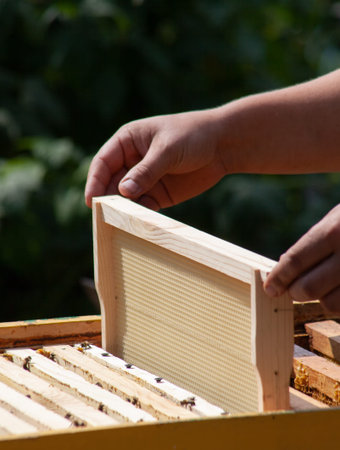 Installation of a new frame with wax in the beehive. Hands of a beekeeper while working on an apiary with beesの写真素材