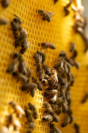 Bees on honeycomb frame with shallow depth of field, selective focus, macro close-upの写真素材