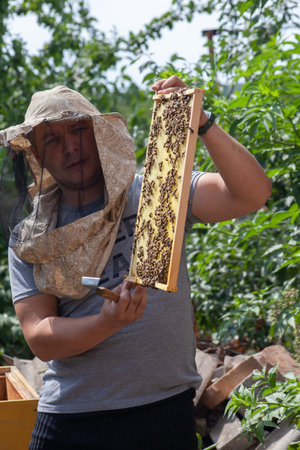A male beekeeper holds a frame with honey and bees. Work at the apiary. Survey of bee colonies in hives.の写真素材