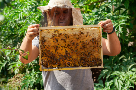 A beekeeper inspects frames with sealed honeycombs with honey on a sunny day. Work at the apiary in...