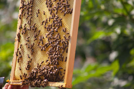 Frame with honeycombs and bees, selective focus of bees on honeycombs from apiaryの写真素材