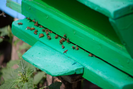 Close-up of bees near the beehive. Work with bees in the apiaryの写真素材