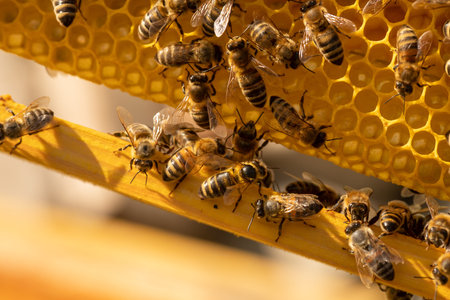Bumblebees on a frame with honeycombs close-up. Insects in the apiary. Beekeeping as a business