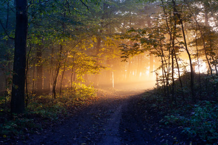 Morning sunlight in a dark forest. The road to the forest is illuminated by the rays of the sunrise....