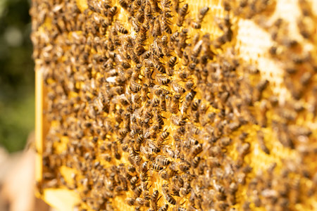 Selective focus of bee on honeycomb close-up. Bees work on a frame with honey