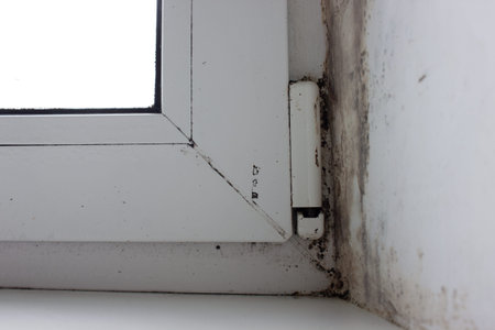 A damp window and a corner with a fungus that has grown into the wall and is spreading on the...