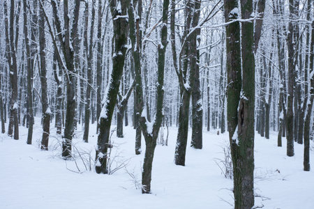 High seat for hunters in winter in a mixed forest with lots of snow