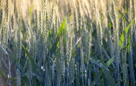 Green ears of wheat glisten in the sun in the morning dewの写真素材