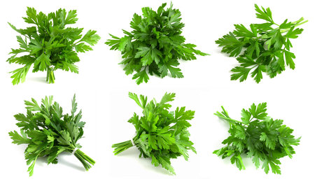 Set of green parsley in bunches on a white background. Fresh greens for cookingの写真素材