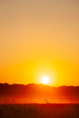The setting sun and dark blades of grass on an orange background. Blurred vertical photo of sunsetの写真素材