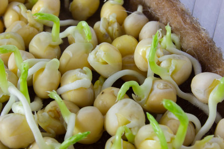 Close-up of sprouted pea seeds with green sprouts. Seed germinating for microgreens. Vitamins and healthy foodの写真素材