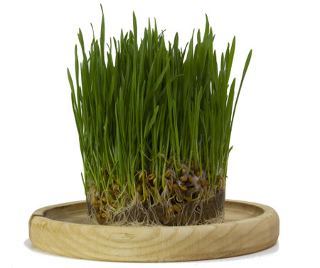 Wheat microgreens, wheat sprouts on a wooden dish close-up. concept of healthy foodの写真素材