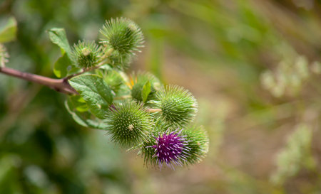 Carduus acanthoides, a weed in which the flower is a honey beeの写真素材