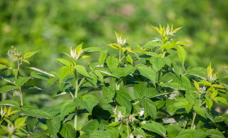 The cream of the growing raspberry bush. Green leaves of young raspberries