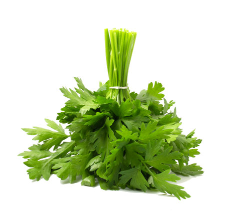 parsley isolated on white background. studio. photo icon.の写真素材